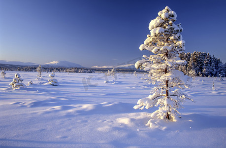 雪树