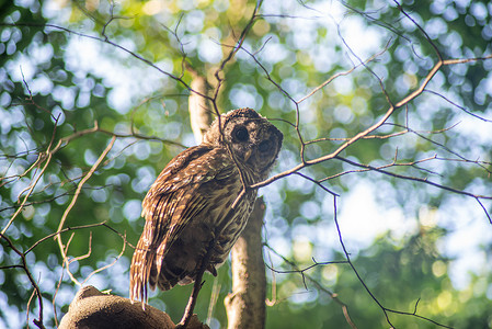 少年横斑猫头鹰栖息在树抽象散焦的背景中