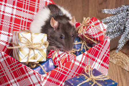 鼠年可爱老鼠摄影照片_老鼠是新年的象征。灰鼠看着礼盒。有趣的小老鼠在礼盒里。 