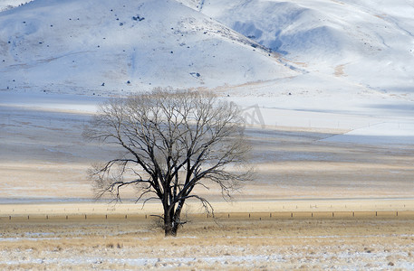 冬天的椰桐树，美国蒙大拿州麦迪逊县