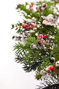 圣诞树枝摄影照片_霍莉和圣诞树枝