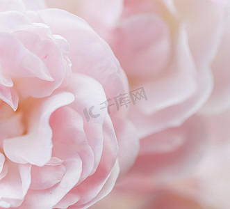 柔和的焦点，抽象的花卉背景，淡粉色的玫瑰花瓣。