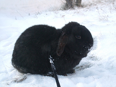 坐在雪地里摄影照片_一只黑兔子坐在雪地里