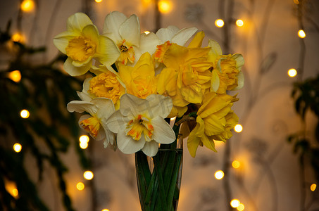 黄色灯光摄影照片_一杯水中的黄色水仙花，背景中有灯光
