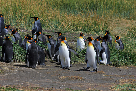 生活在智利巴塔哥尼亚 Parque Pinguino Rey 公园的王企鹅