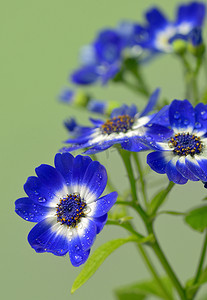 蓝色和白色的瓜叶菊花