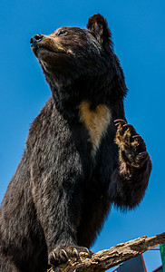 填充大黑熊作为野生动物在视野中
