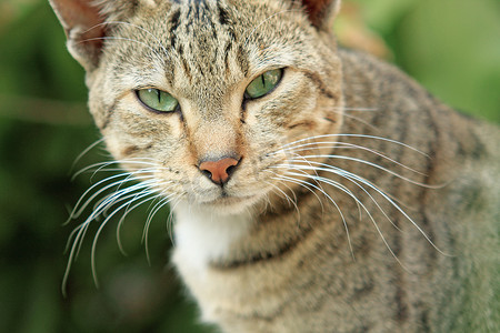 梦幻猫摄影照片_猫躺着看着相机