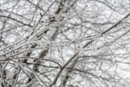 有霜的树枝摄影照片_霜天覆盖着霜的树枝，背景，有选择的焦点
