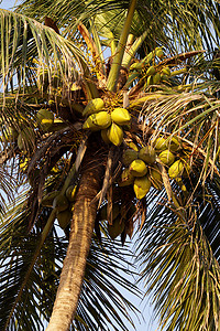 博物学家摄影照片_椰子树