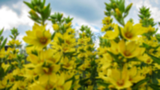 具有模糊背景和背景、屏幕保护程序或面板的散景元素的盛开花朵的创意主题。