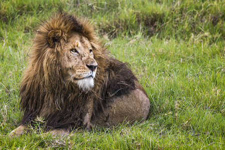 肯尼亚马赛马拉的大狮子。