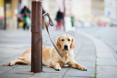 孤独的可爱狗在城市街道上耐心地等待他的主人