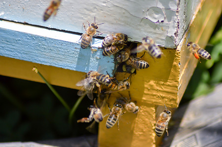 蜂巢格背景摄影照片_几只蜜蜂返回