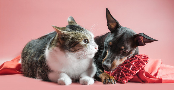 友谊装饰摄影照片_带有情人节装饰的迷你短毛猎犬小狗和猫