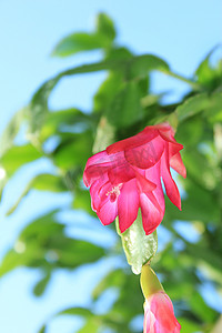 精美粉色摄影照片_Schlumbergera 的精美粉红色花朵