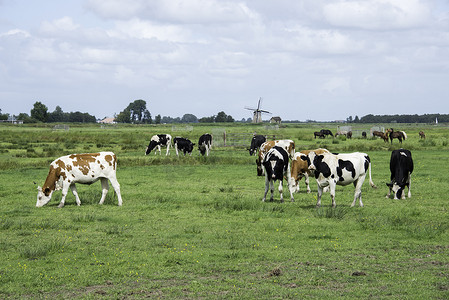 绿草上的奶牛与荷兰风车