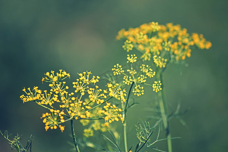 Fennel, Sweet fennel, 佛罗伦萨茴香, Fennel, Foeniculum vul