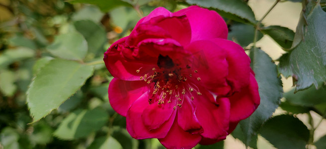 印度阳光下粉红玫瑰的特写