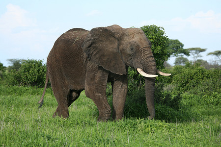 非洲博茨瓦纳大草原上的野生大象 (Elephantidae)