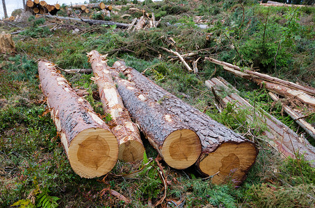 新砍伐的松树原木