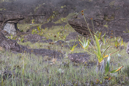 高原 Roraima tepui - 委内瑞拉的奇异古老岩石，