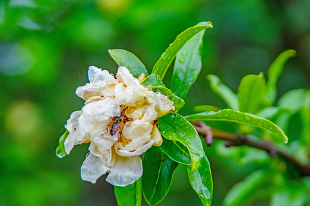 与绿色叶子和白色石榴花的石榴树