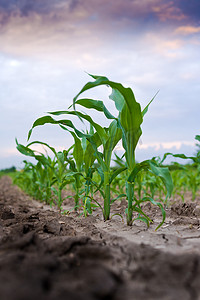玉米生长摄影照片_在农业领域的年轻绿色玉米
