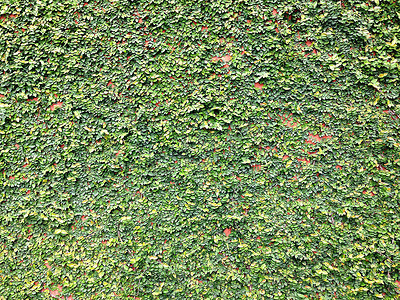 绿植墙背景摄影照片_红墙魔术贴绿植攀爬背景