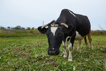 在农村的奶牛。