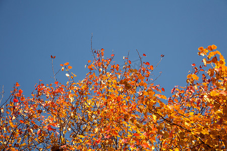 明亮的秋天树叶
