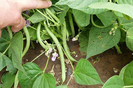 种植水果摄影照片_新鲜绿豆栽培、豆类植物花和豆果