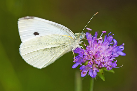 美目摄影照片_卷心菜蝴蝶，Pieris brassicae