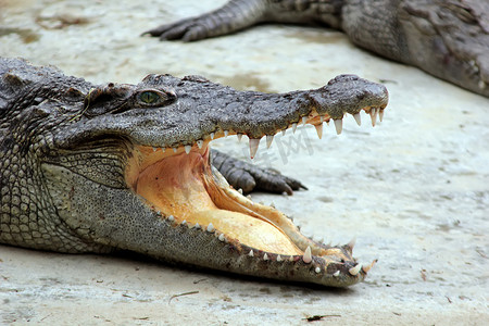 鳄鱼的头张着大嘴，牙齿上有血