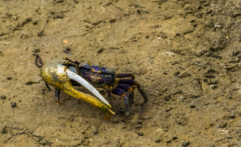 一只雄性招潮蟹的特写镜头，上面有一把大剪刀，异国情调的甲壳类动物