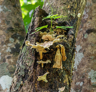 树干上的苔藓蘑菇