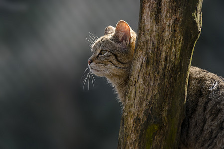 宠物线条摄影照片_绿季叶林中的野猫