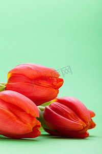 美丽的新鲜红色郁金香送给心爱的人