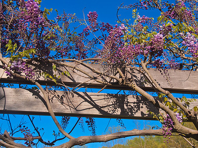花缠绕摄影照片_紫藤，布鲁克赛德花园，马里兰州惠顿