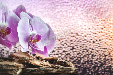 蝴蝶兰水滴摄影照片_美丽的粉红色花朵与滴玻璃背景上。
