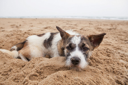 无家可归的狗躺在沙滩上的悲伤面孔，孤独的感觉