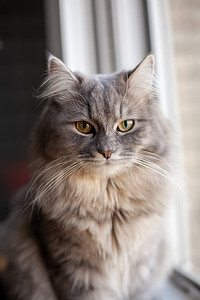 深色背景中，黄色眼睛的漂亮条纹灰色家猫