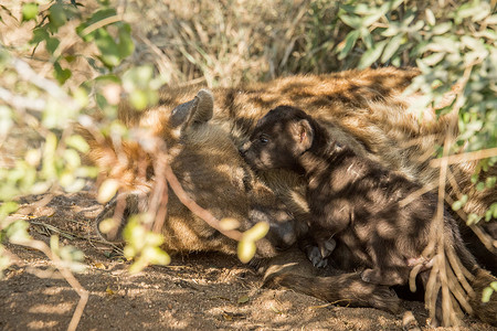 斑点鬣狗摄影照片_小斑点鬣狗和妈妈在一起。