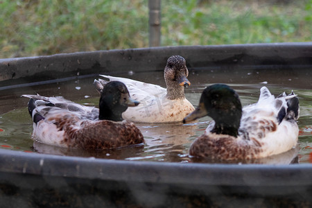 Snowy Call Ducks 在那儿的小水池里游泳