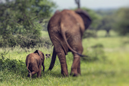 走在焦油的大草原的母亲和婴儿非洲象