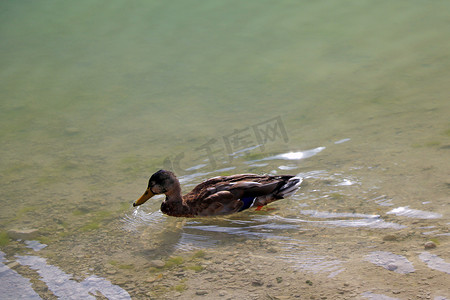 鸭子游泳摄影照片_鸭子在清澈透明的水中游泳。