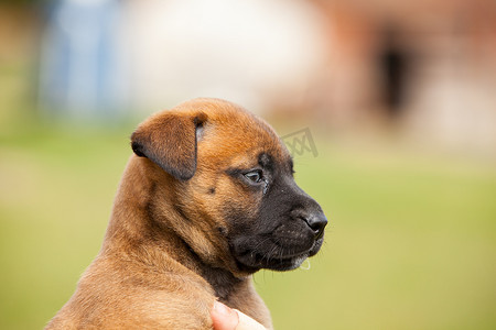 可爱的小狗杂种玛利诺犬和 bullmastiff 在手中