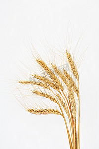 白色的小麦