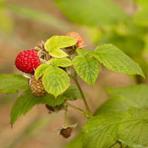 绿色植物上多汁的成熟红树莓果实