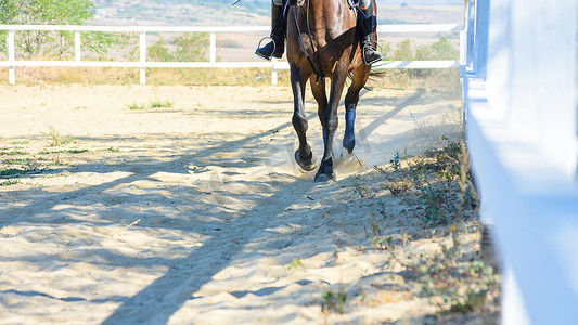 马在农场的围场上奔跑，特写